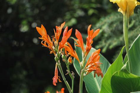 美人蕉|美人蕉（美人蕉科美人蕉属植物）